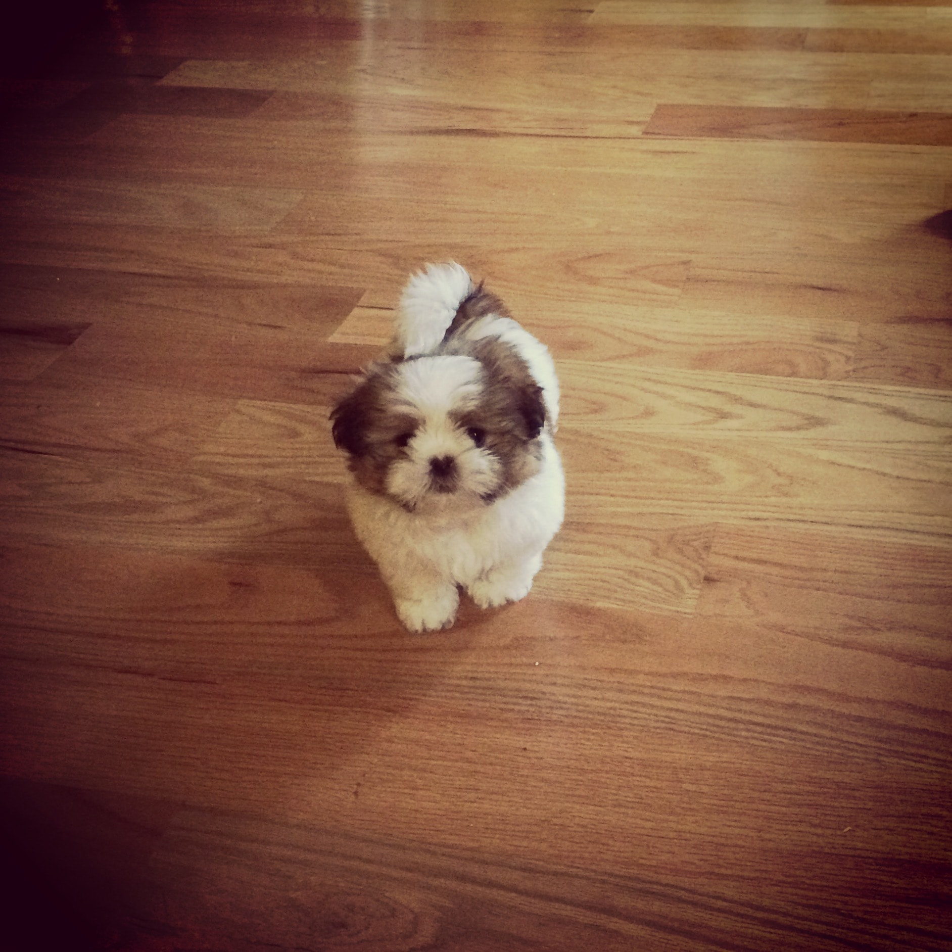 Mia